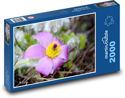 Koniklec - lila Blume, Blume - Puzzle - 2000 Teile