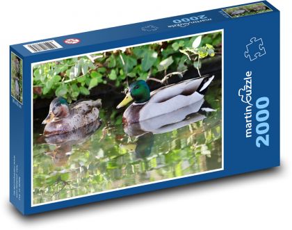 Ducks - wild birds, water - Puzzle 2000 pieces, size 90x60 cm 