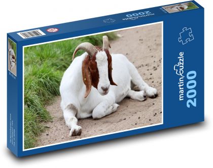 Domestic goat - horns, animal - Puzzle 2000 pieces, size 90x60 cm 