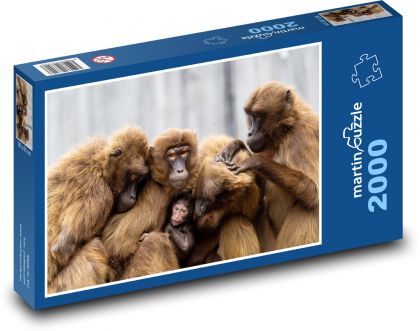 Opice - čeľaď, primáty - Puzzle 2000 dielikov, rozmer 90x60 cm 