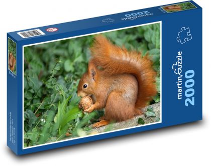 Eichhörnchen - Walnuss, Wild - Puzzle - 2000 Teile