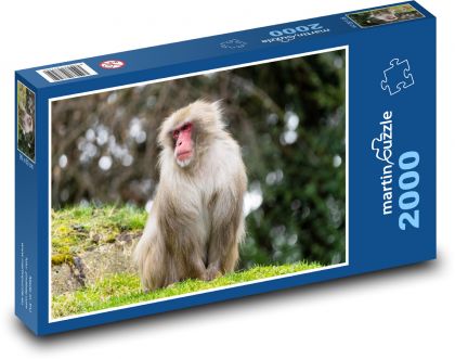 Opice - savec, zoo - puzzle 2000 dílků