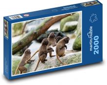 Małpy - zwierzęta, zoo Puzzle 2000 elementów - 90x60 cm