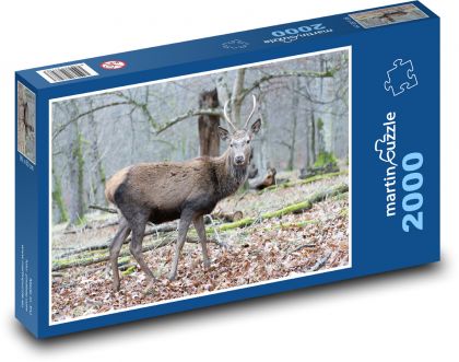 Jeleň - divá zver, les - Puzzle 2000 dielikov, rozmer 90x60 cm 