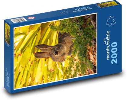 Królik - gryzoń, zwierzę - Puzzle 2000 elementów, rozmiar 90x60 cm