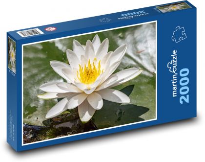 Kvitnúce lekno - rastlina, voda - Puzzle 2000 dielikov, rozmer 90x60 cm 