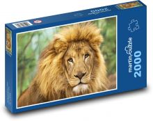 Lew - duży kot, zwierzę Puzzle 2000 elementów - 90x60 cm