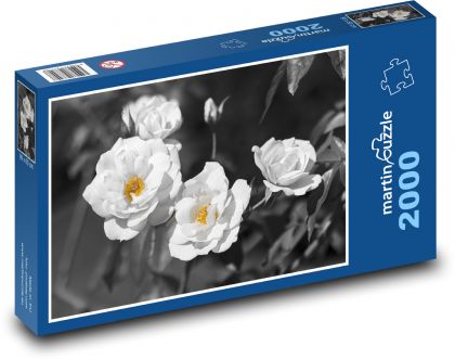 Bílé růže - květiny, květy - puzzle 2000 dílků