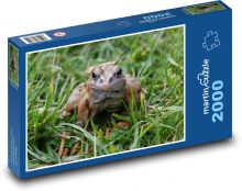 Frog - amphibian, nature Puzzle 2000 pieces - 90 x 60 cm