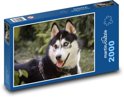 Husky - pes, domácí zvíře - Puzzle 2000 dílků, rozměr 90x60 cm