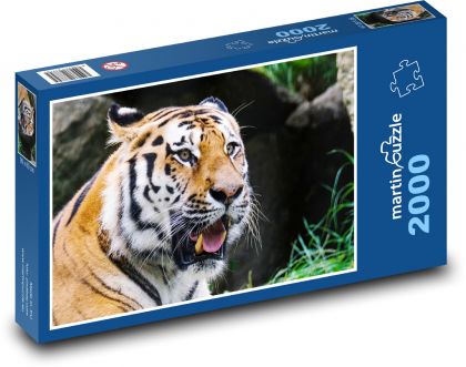 Tiger - predator, animal - Puzzle 2000 pieces, size 90x60 cm 