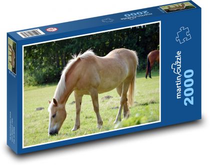 Kůň - pastvina, zvíře - Puzzle 2000 dílků, rozměr 90x60 cm