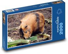 Świnka morska - zwierzę, ssak Puzzle 2000 elementów - 90x60 cm