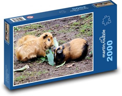 Peruánská morčata - domácí zvířata, hlodavci - Puzzle 2000 dílků, rozměr 90x60 cm