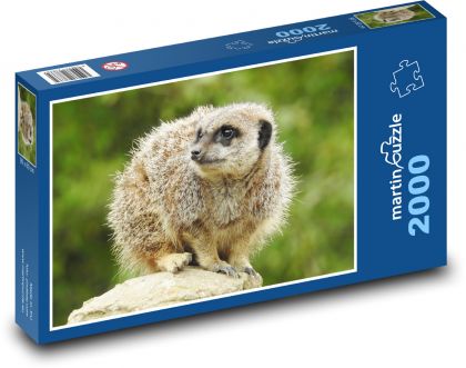 Surikata - zwierzę, ssak - Puzzle 2000 elementów, rozmiar 90x60 cm