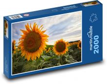 Słoneczniki - kwiat, natura Puzzle 2000 elementów - 90x60 cm