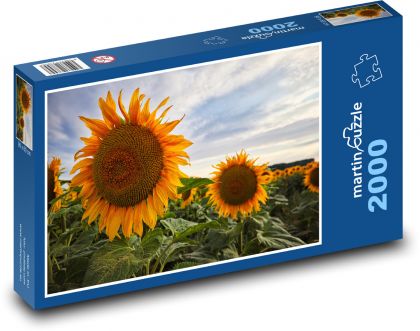 Słoneczniki - kwiat, natura - Puzzle 2000 elementów, rozmiar 90x60 cm