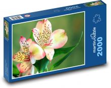 Kwiat lilii - roślina, kwiat Puzzle 2000 elementów - 90x60 cm