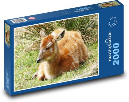 Jeleň - kolos, mláďa - Puzzle 2000 dielikov, rozmer 90x60 cm 