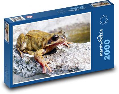 Frog - amphibian, animal - Puzzle 2000 pieces, size 90x60 cm 