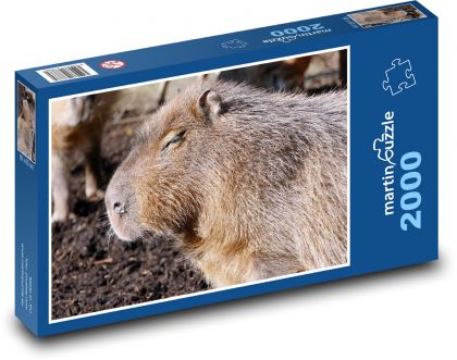 Kapybara - savec, zvíře - puzzle 2000 dílků