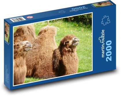 Wielbłąd - zwierzę, ssak - Puzzle 2000 elementów, rozmiar 90x60 cm
