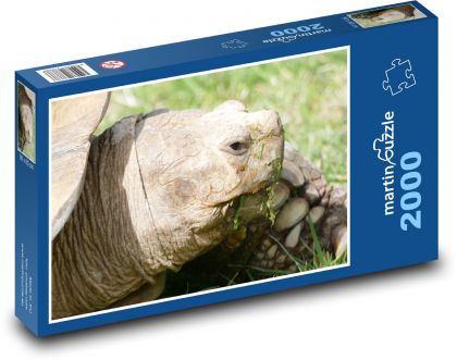 Żółw - gad, zwierzę - Puzzle 2000 elementów, rozmiar 90x60 cm