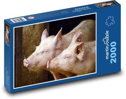 Pigs - agriculture, animals - Puzzle 2000 pieces, size 90x60 cm 