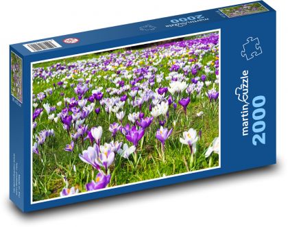 Krokus - Blume, blühende Wiese - Puzzle - 2000 Teile