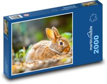 Králík - zvíře, savec   Puzzle 2000 dílků - 90 x 60 cm