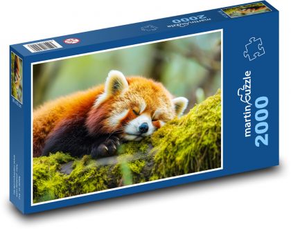 Śpiąca panda - zwierzę, las - Puzzle 2000 elementów, rozmiar 90x60 cm