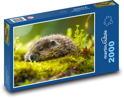 Vydra - zviera, príroda - Puzzle 2000 dielikov, rozmer 90x60 cm 