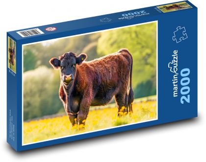Kráva - savec, pastvina - Puzzle 2000 dílků, rozměr 90x60 cm
