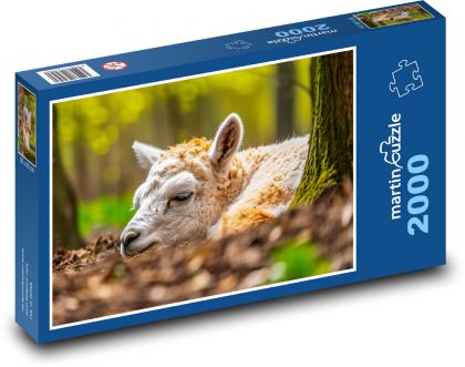 Alpaka - zvíře, jaro - Puzzle 2000 dílků, rozměr 90x60 cm