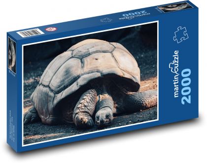 Galapagos giant turtle - reptile, animal - Puzzle 2000 pieces, size 90x60 cm 