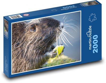 Nutrie - Nagetier, Säugetier - Puzzle - 2000 Teile