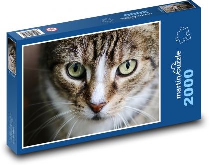Kočka - oči - Puzzle 2000 dílků, rozměr 90x60 cm