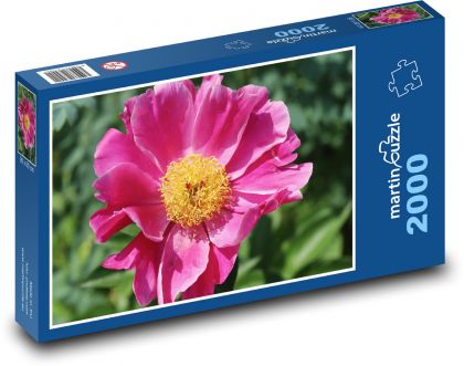 Ružová pivonka - ružový kvet, rastlina - Puzzle 2000 dielikov, rozmer 90x60 cm 