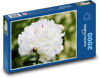 Pfingstrose - weiße Blume, Pflanze - Puzzle - 2000 Teile