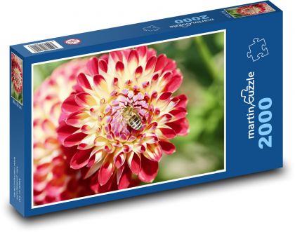 Dalie kwiatowe - roślina, ogród - Puzzle 2000 elementów, rozmiar 90x60 cm