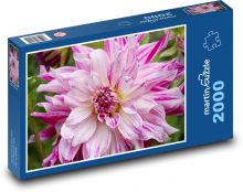 Ružové dahlia - kvetina, záhrada Puzzle 2000 dielikov - 90 x 60 cm