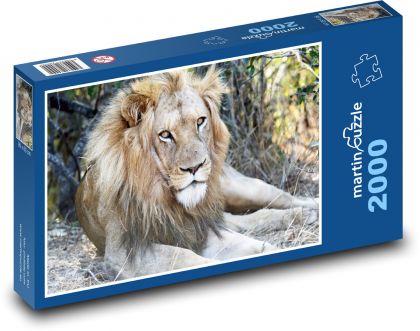 Lion - king of animals, safari - Puzzle 2000 pieces, size 90x60 cm 