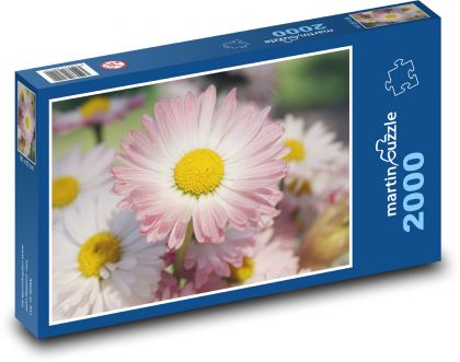 Sedmikrásky - polní květiny, květ - Puzzle 2000 dílků, rozměr 90x60 cm