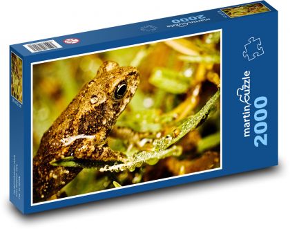 Frog - amphibian, animal - Puzzle 2000 pieces, size 90x60 cm 