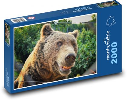 Medvěd - zvíře, zoo - Puzzle 2000 dílků, rozměr 90x60 cm