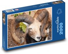 Ovce - zvíře, rohy Puzzle 2000 dílků - 90 x 60 cm