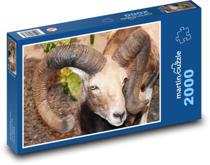 Ovce - zvíře, rohy - Puzzle 2000 dílků, rozměr 90x60 cm