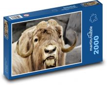 Piżmo - rogi, zwierzę Puzzle 2000 elementów - 90x60 cm