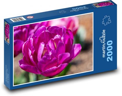 Fialové tulipány - kvety, jar - Puzzle 2000 dielikov, rozmer 90x60 cm 