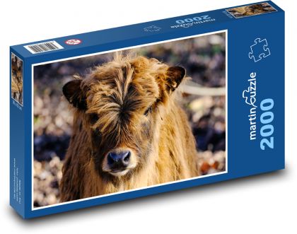 Vůl - zvíře, dobytek - Puzzle 2000 dílků, rozměr 90x60 cm